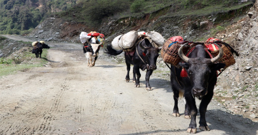 मनाङमा लगाइयो याकचौँरीलाई लम्पी स्किनविरुद्धको खोप
